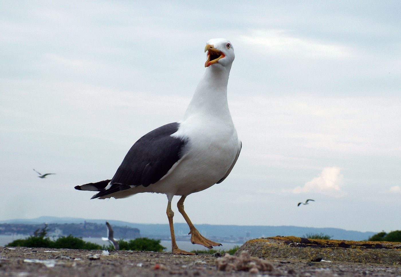 Flat Holm in Focus – photography skills summer weekend - Cardiff ...